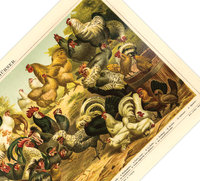 Dieses vintage Lithographie Poster von Hühner auf einem Hof ist eine Illustration/ Chromolithographie von 1906 des Bibliographischen Instituts in Leipzig. 