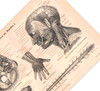 Das medizinische Poster der Nerven des Menschen ist eine Vintage Lithographie aus Meyers Koversations-Lexikon aus dem Jahr 1890.