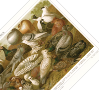 Das Poster von Tauben ist eine Vintage Lithographie aus Meyers Koversations-Lexikon aus dem Jahr 1890. 