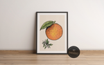 Das Poster zeigt eine im Vintage Stil gehaltene Orange, inklusive der Orangenblüte. Das Poster passt perfekt in die Küche oder in das Esszimmer, passt aber auch in jeden anderen Raum.