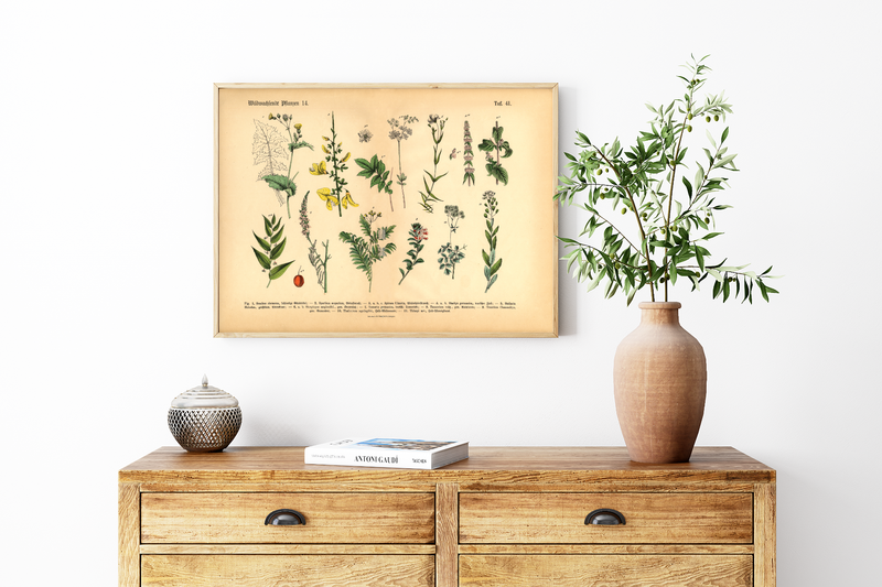 Dieses vintage Poster von wildwachsenden Pflanzen ist die 14. botanische Illustration von 1886 der lithographischen Anstalt F.R. Schepperlen 1880 - 1886. Das Bild zeigt heimische, Blumen und andere Pflanzen Pflanzen die auf Wiesen, im Garten und in Wäldern zu finden sind. Das Bild hat sowohl deutsche als auch  lateinische Bildunterschrift. 