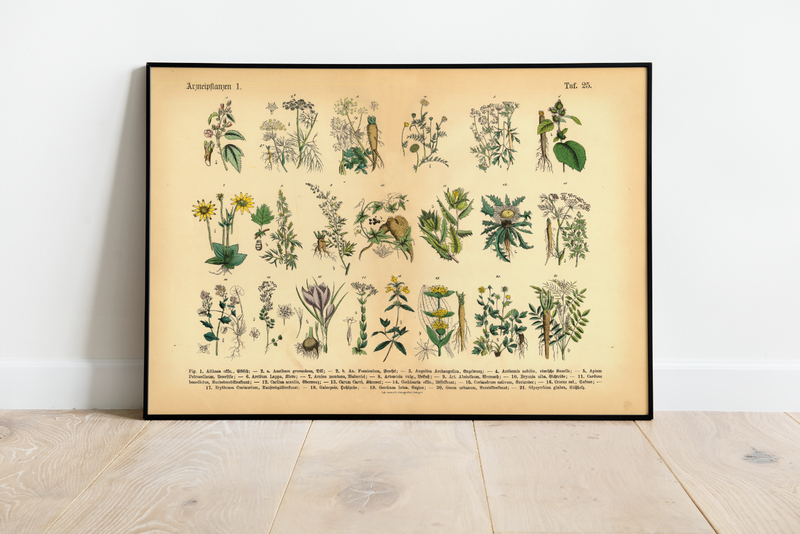 Dieses vintage Poster von Arzneikräutern ist die erste botanische Illustration von 1886 der lithographischen Anstalt F.R. Schepperlen 1880 - 1886 und die ideale Deko für deine Küche oder Esszimmer. Das Bild zeigt heimische, medizinische Pflanzen mit deutscher und lateinischer Bildunterschrift. 