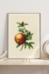 Dieses Poster zeigt eine vintage Obst Zeichnung eines Granatapfels im viktorianischen Still.
