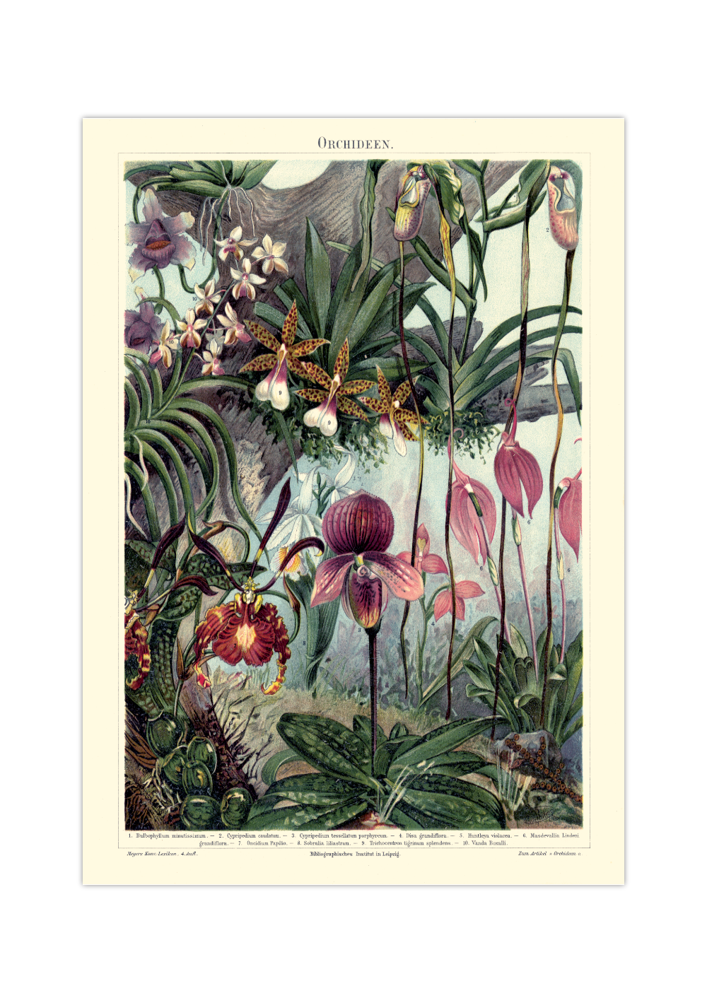 Das antike Poster verschiedener Orchideen Arten ist eine Vintage Lithographie aus Meyers Koversations-Lexikon aus dem Jahr 1890. 
