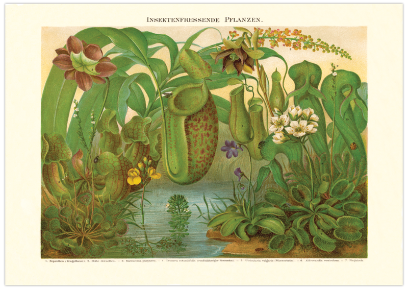 Das Poster von Insektenfressenden Pflanzen ist eine Vintage Lithographie aus Meyers Koversations-Lexikon aus dem Jahr 1890 im viktorianischen Stil. 