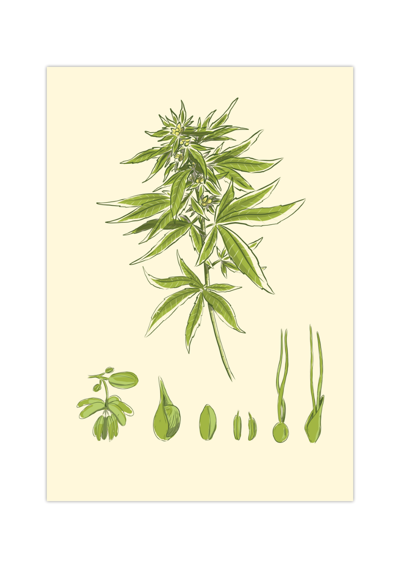 Das Poster zeigt eine Cannabis oder Marihuana Pflanze. Die botanische Illustration zeigt die unterschiedlichen Stadien der Aufzucht.