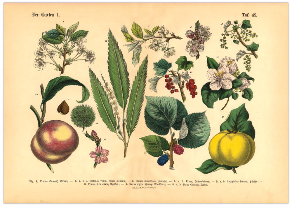 Dieses vintage Lithographie Poster von Pflanzen aus dem Garten ist die erste Illustration aus dem Lehrbuch der praktischen Pflanzenkunde in Wort und Bild von 1886.