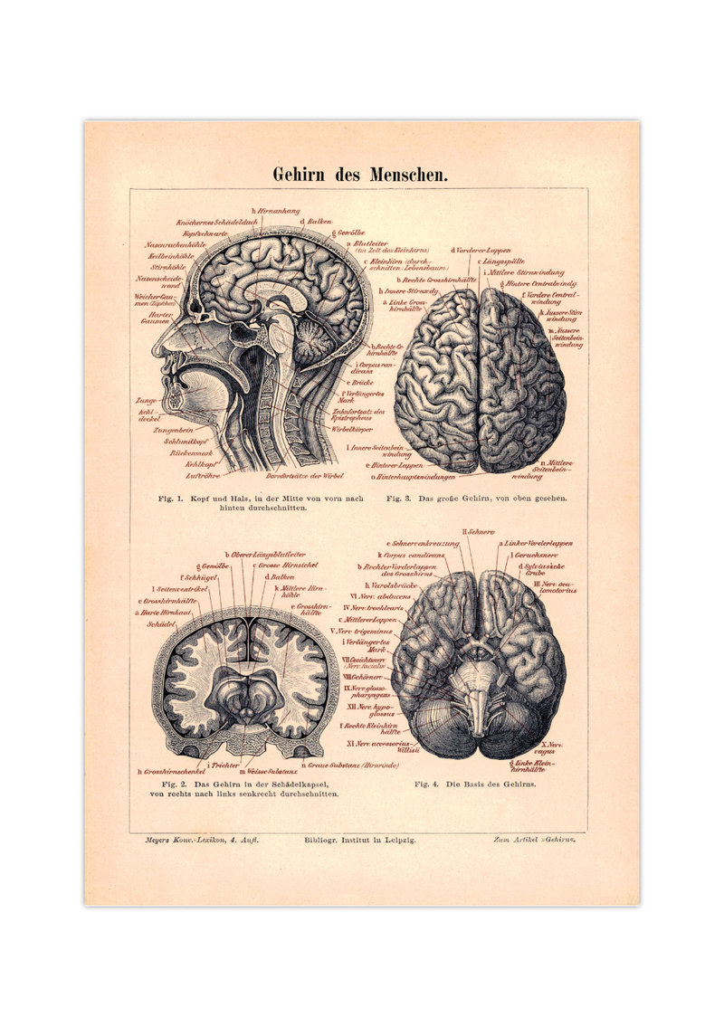 Das Poster eines menschlichen Hirns ist eine Vintage Lithographie aus Meyers Koversations-Lexikon aus dem Jahr 1890.