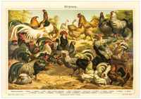 Dieses vintage Lithographie Poster von Hühner auf einem Hof ist eine Illustration/ Chromolithographie von 1906 des Bibliographischen Instituts in Leipzig. 