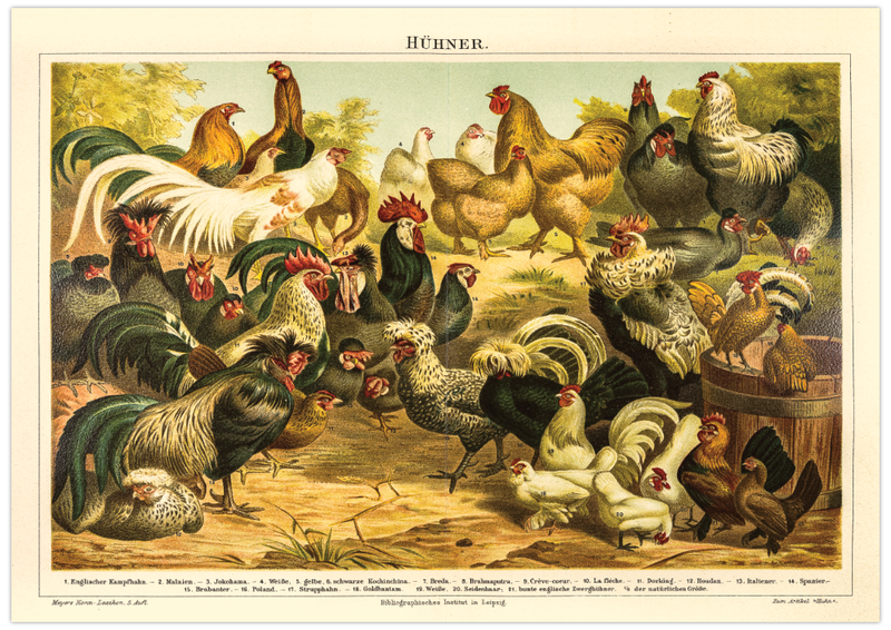 Dieses vintage Lithographie Poster von Hühner auf einem Hof ist eine Illustration/ Chromolithographie von 1906 des Bibliographischen Instituts in Leipzig. 
