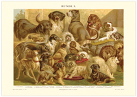 Das Poster von Hunden ist eine Vintage Lithographie aus Meyers Koversations-Lexikon aus dem Jahr 1890. 