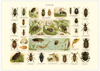 Das Poster von Käfern ist eine Vintage Lithographie aus Meyers Koversations-Lexikon aus dem Jahr 189