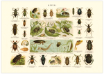 Das Poster von Käfern ist eine Vintage Lithographie aus Meyers Koversations-Lexikon aus dem Jahr 189