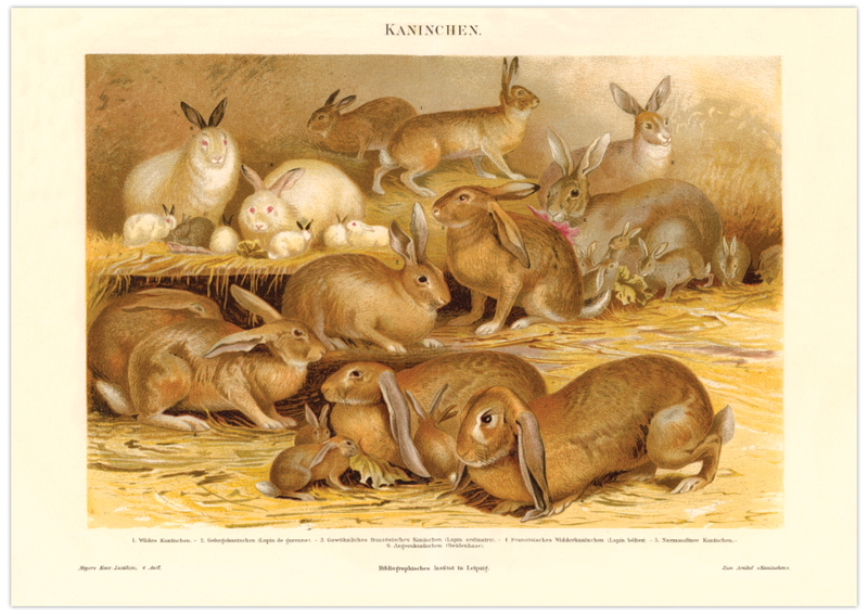 Das Poster von Kaninchen ist eine Vintage Lithographie aus Meyers Koversations-Lexikon aus dem Jahr 1890.