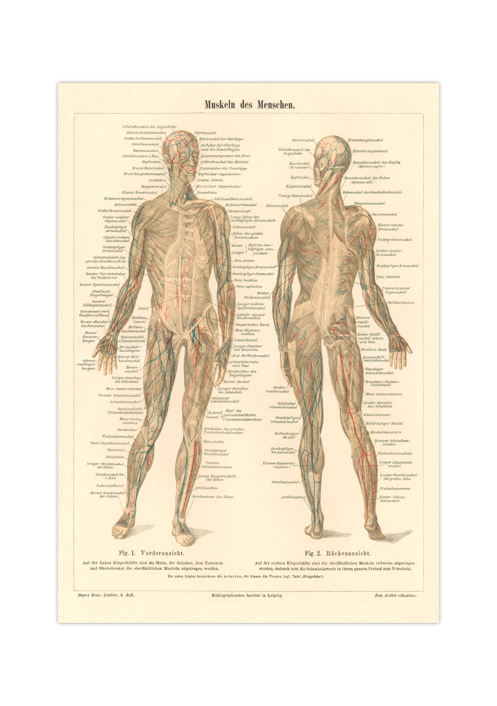 Das medizinische Poster der Muskeln des Menschen ist eine Vintage Lithographie aus Meyers Koversations-Lexikon aus dem Jahr 1890. 