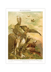 Das Poster von deutschen Raubvögeln ist eine Vintage Lithographie aus Meyers Koversations-Lexikon aus dem Jahr 1890. 