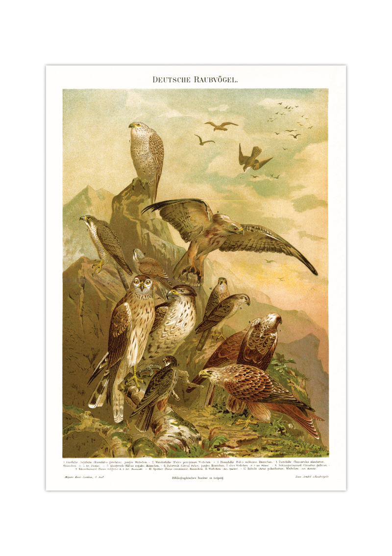 Das Poster von deutschen Raubvögeln ist eine Vintage Lithographie aus Meyers Koversations-Lexikon aus dem Jahr 1890. 