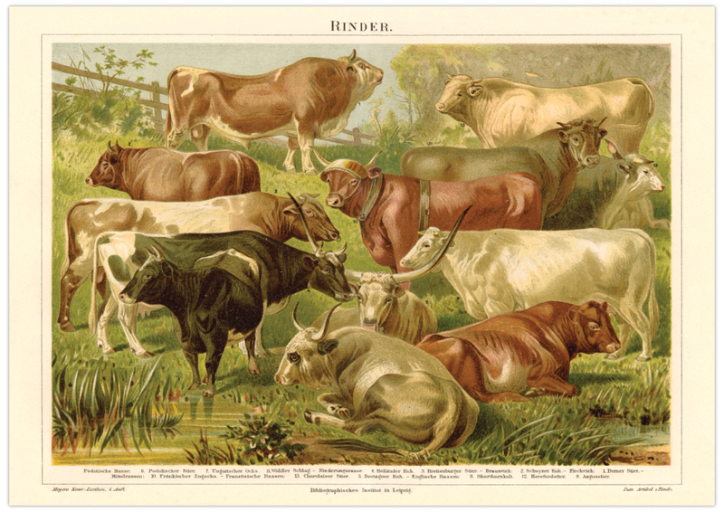 Das Poster von Rindern ist eine Vintage Lithographie aus Meyers Koversations-Lexikon aus dem Jahr 1890.