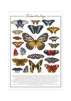 Das weiße Poster zeigt 21 europäische und außer-europäische Schmetterlinge mit lateinischen und deutschen Bezeichnungen.