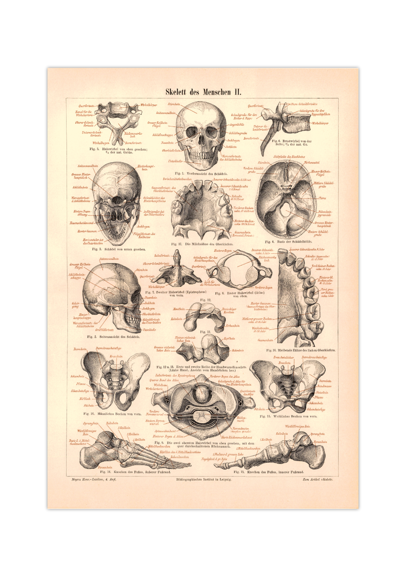 Das Poster eines menschlichen Skeletts ist eine Vintage Lithographie aus Meyers Koversations-Lexikon aus dem Jahr 1890.