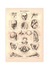 Das Poster eines menschlichen Skeletts ist eine Vintage Lithographie aus Meyers Koversations-Lexikon aus dem Jahr 1890.