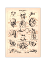 Das Poster eines menschlichen Skeletts ist eine Vintage Lithographie aus Meyers Koversations-Lexikon aus dem Jahr 1890.