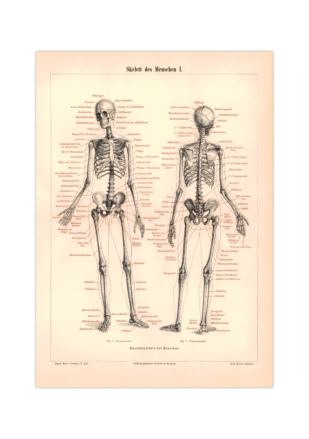 Das Poster eines menschlichen Skeletts ist eine Vintage Lithographie aus Meyers Koversations-Lexikon aus dem Jahr 1890.