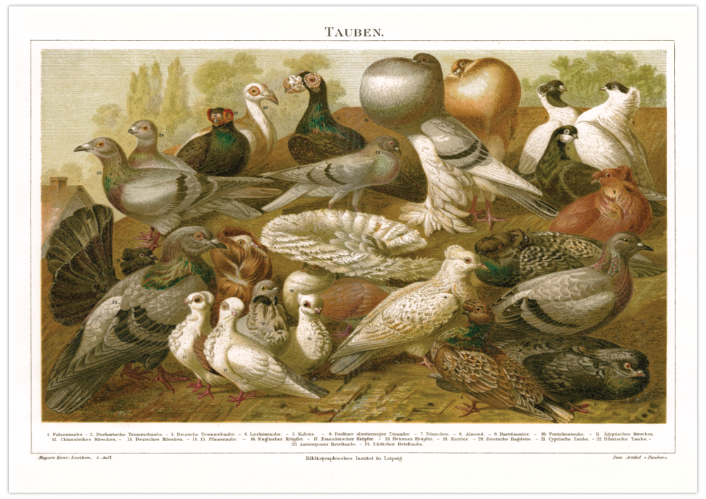 Das Poster von Tauben ist eine Vintage Lithographie aus Meyers Koversations-Lexikon aus dem Jahr 1890. 
