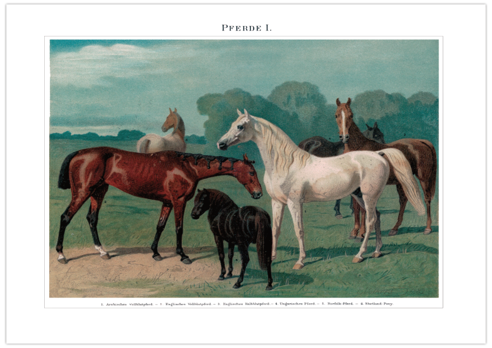 Das Poster von Pferden ist eine Vintage Lithographie aus Meyers Koversations-Lexikon aus dem Jahr 1890.
