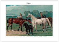 Das Poster von Pferden ist eine Vintage Lithographie aus Meyers Koversations-Lexikon aus dem Jahr 1890.