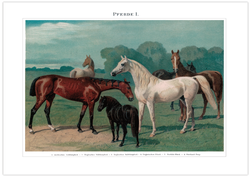 Das Poster von Pferden ist eine Vintage Lithographie aus Meyers Koversations-Lexikon aus dem Jahr 1890.