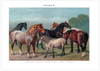 Das Poster von Pferden ist eine Vintage Lithographie aus Meyers Koversations-Lexikon aus dem Jahr 1890.