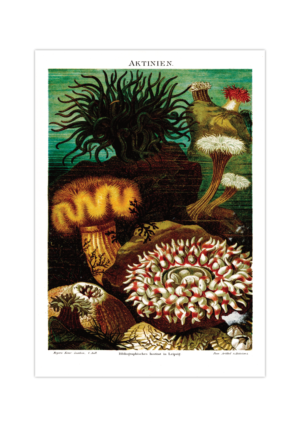 Das Poster von Aktinien, auch Seeanemonen oder Seerosen genannt, ist eine Vintage Lithographie aus Meyers Koversations-Lexikon aus dem Jahr 1890 im viktorianischen Stil.