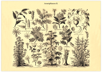 Das Poster von Arzneipflanzen ist eine Vintage Lithographie aus Meyers Koversations-Lexikon aus dem Jahr 1890 im viktorianischen Stil.