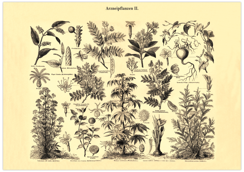 Das Poster von Arzneipflanzen ist eine Vintage Lithographie aus Meyers Koversations-Lexikon aus dem Jahr 1890 im viktorianischen Stil.