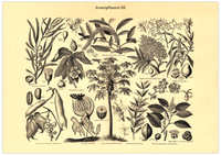 Das Poster von Arzneipflanzen ist eine Vintage Lithographie aus Meyers Koversations-Lexikon aus dem Jahr 1890 im viktorianischen Stil. 