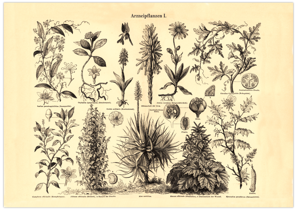 Das Poster von Arzneipflanzen ist eine Vintage Lithographie aus Meyers Koversations-Lexikon aus dem Jahr 1890 im viktorianischen Stil.