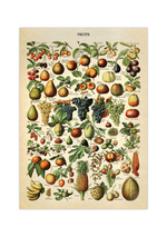 Die schöne, französische Illustration von Früchten stammt von Adolphe Philippe Millot und erschien im Buch "Dictionnaire complet illustré" im Jahre 1889.