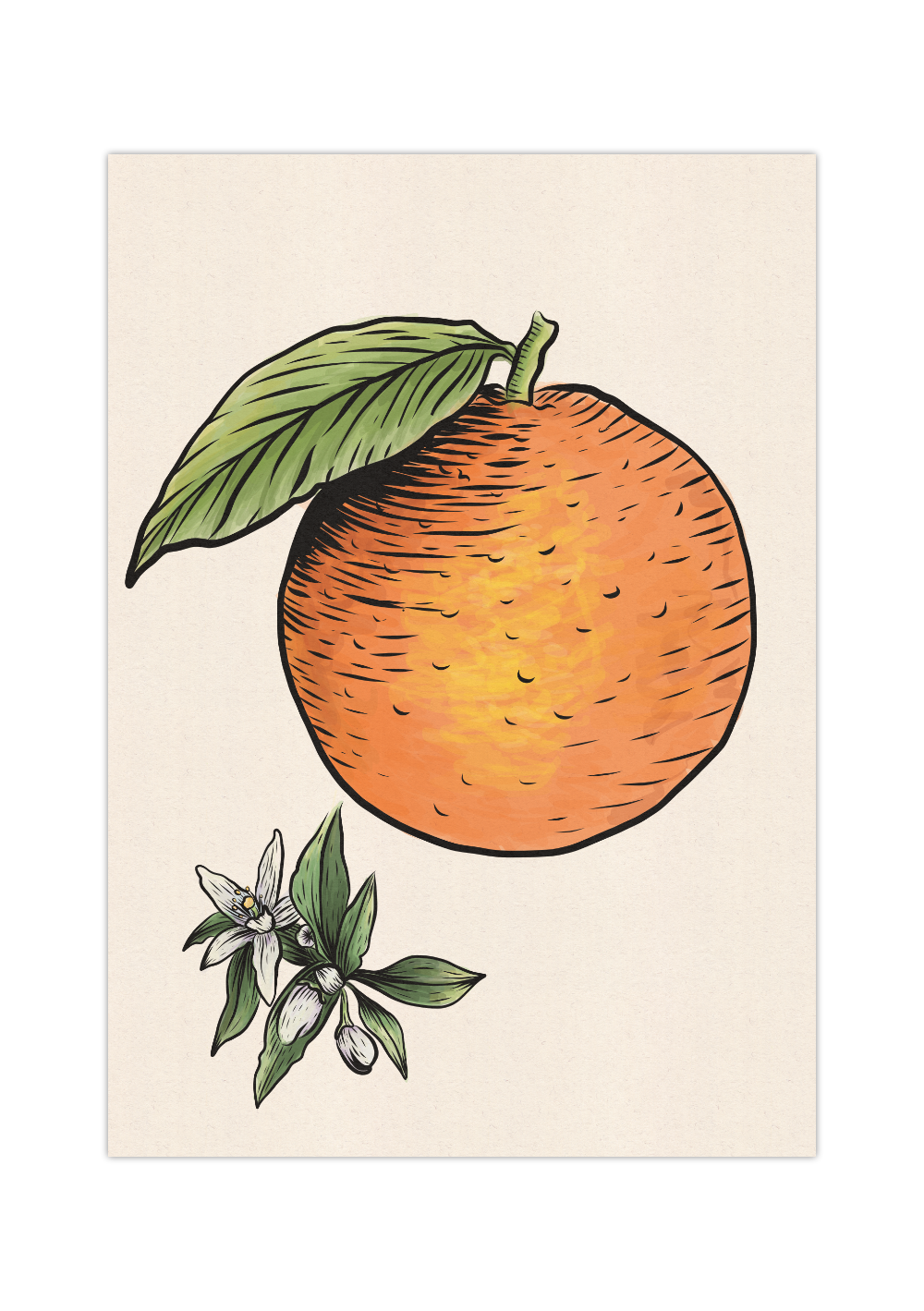 Das Poster zeigt eine im Vintage Stil gehaltene Orange, inklusive der Orangenblüte. Das Poster passt perfekt in die Küche oder in das Esszimmer, passt aber auch in jeden anderen Raum.
