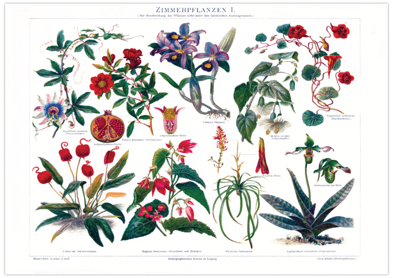 Das antike Poster verschiedener Zimmerpflanzen ist eine Vintage Lithographie aus Meyers Koversations-Lexikon aus dem Jahr 1890.