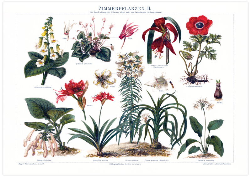 Das antike Poster verschiedener Zimmerpflanzen ist eine Vintage Lithographie aus Meyers Koversations-Lexikon aus dem Jahr 1890.