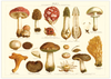Das Poster von Pilzen ist eine Vintage Lithographie aus Meyers Koversations-Lexikon aus dem Jahr 1890 im viktorianischen Stil.