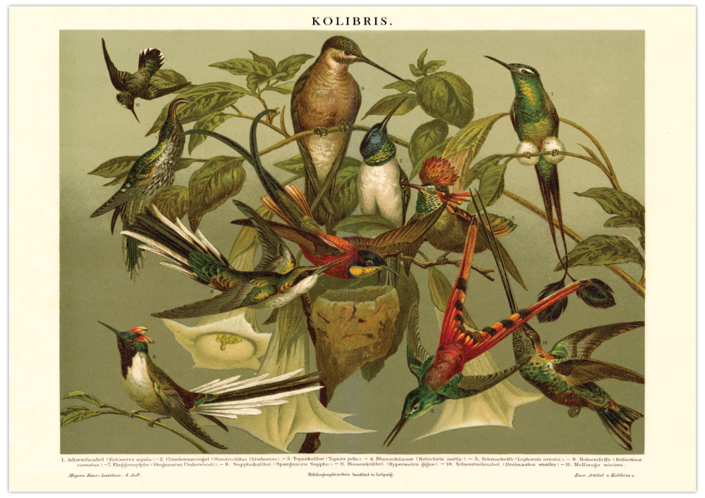 Das Poster von Vögeln (Kolibris) ist eine Vintage Lithographie aus Meyers Koversations-Lexikon aus dem Jahr 1890. 