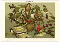 Das Poster von Vögeln (Kolibris) ist eine Vintage Lithographie aus Meyers Koversations-Lexikon aus dem Jahr 1890. 
