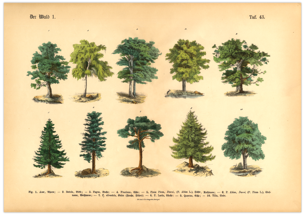 Dieses vintage Lithographie Poster, im viktorianischen Stil, von Bäumen ist die erste Illustration aus dem Lehrbuch der praktischen Pflanzenkunde in Wort und Bild von 1886. 