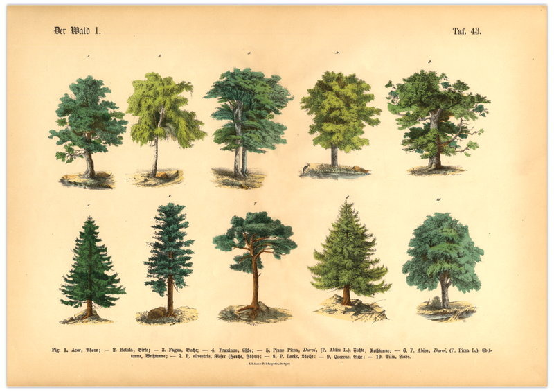 Dieses vintage Lithographie Poster, im viktorianischen Stil, von Bäumen ist die erste Illustration aus dem Lehrbuch der praktischen Pflanzenkunde in Wort und Bild von 1886. 