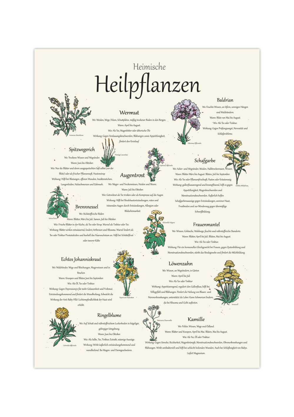 Das Poster zeigt 11 heimische Heilkräuter mit gezeichneten Illustrationen, wo du die Kräuter findest, wann sie blühen, die Zubereitung und Wirkungen. 