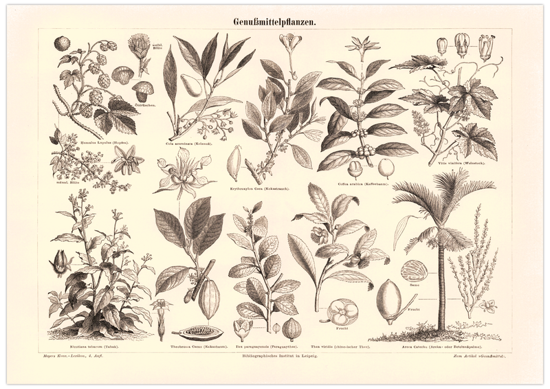Das Poster von Genussmittelpflanzen ist eine Vintage Lithographie aus Meyers Koversations-Lexikon aus dem Jahr 1890 im viktorianischen Stil.