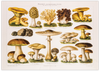 Dieses Poster zeigt dir eine vintage Illustration von essbaren Pilzen. Dieses alte Bild ist die perfekte Deko für alle Botaniker und Gartenfreunde.