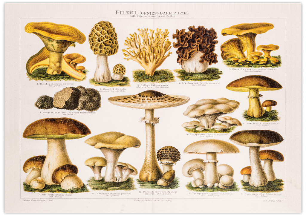 Dieses Poster zeigt dir eine vintage Illustration von essbaren Pilzen. Dieses alte Bild ist die perfekte Deko für alle Botaniker und Gartenfreunde.